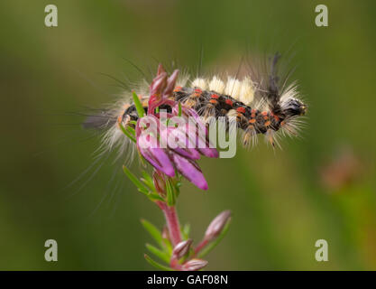 Vapourer Falter Raupe oder rostigen Tussock Moth Raupe (Orgyia Antiqua) auf Glocke Heidekraut Blüte in Surrey, England Stockfoto