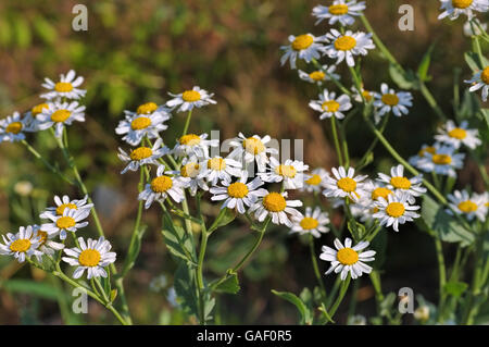 sterben Sie Heilpflanze Marienblatt, Tanacetum Balsamita - pflanzliche Pflanze Minze Geranie oder Tanacetum balsamita Stockfoto