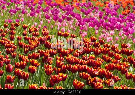 4 Tulpensorten auf bunte, Frühling, Blumenbeet - Tulipa "Abu Hassan", "Pink China", "Burgund" und "Ballerina" - England. Stockfoto