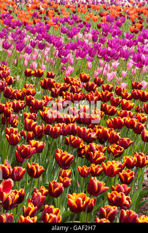 4 Tulpensorten auf bunte, Frühling, Blumenbeet - Tulipa "Abu Hassan", "Pink China", "Burgund" und "Ballerina" - England. Stockfoto