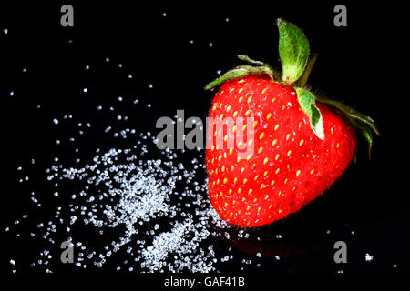 Frische reifer BIO-Erdbeeren, bestreut mit Zucker auf schwarzem Hintergrund Stockfoto