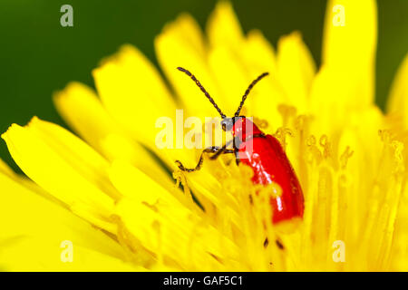 Scarlet Lily Käfer Klettern auf einem Löwenzahn Blüte Stockfoto