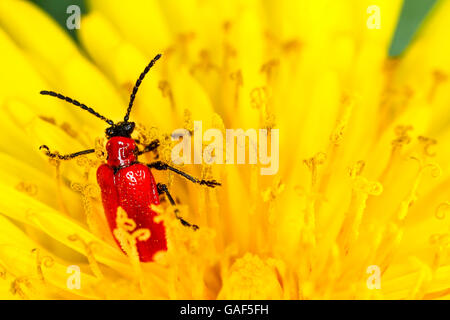 Scarlet Lily Käfer Klettern auf einem Löwenzahn Blüte Stockfoto