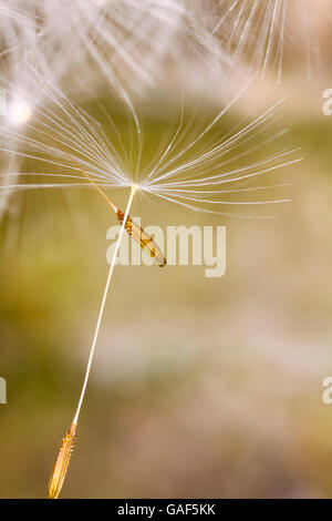Nahaufnahme von Löwenzahnsamen aus der Taraxacum-Anlage im Sommer Stockfoto