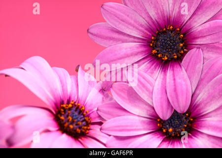 Nahaufnahme von Kap Daisy Blumen auf einem rosa Hintergrund isoliert Stockfoto
