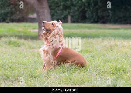 Cocker Spaniel Hund Portrait in einem Park. Stockfoto