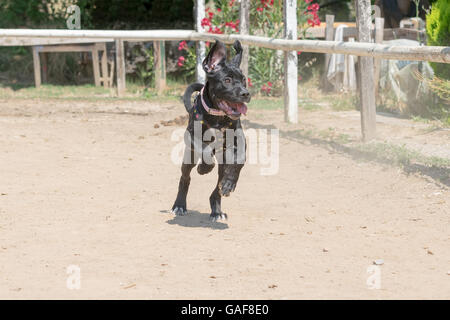 Baby Cane Corso im Pferd Arena laufen. Stockfoto