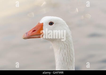 Porträt einer weißen Gans. Stockfoto