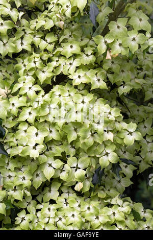 Cornus Kousa "Greensleeves" im Frühsommer. Stockfoto