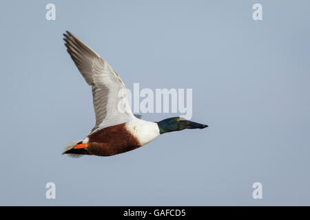 Männliche nördlichen Löffelente (Anas Clypeata) während des Fluges, in voller Zucht Gefieder. Stockfoto