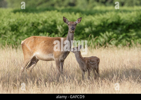 Rothirsch (Cervus Elaphus) weibliche Hind Mama Mutter und junges Baby Kalb halten dicht beieinander. Stockfoto