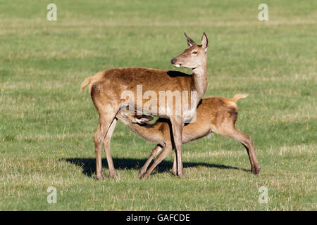 Red Deer junge Kälbchen (Cervus Elaphus) Spanferkel Fütterung von weiblichen Hinterbeine Mutter Mutter Stockfoto