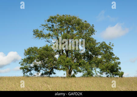 Solo-Baum in einem Feld von lange Wildgras. Blauer Himmel mit weißen Wolke diagonal quer über den Schuss Stockfoto