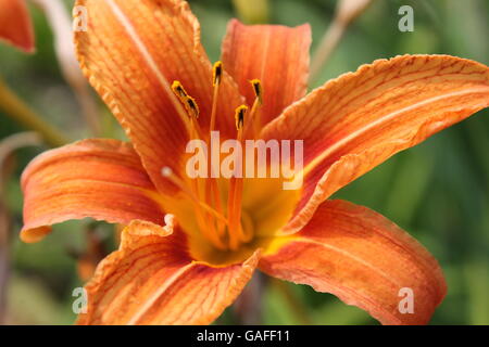 Taglilien im Hyde Park, Chicago, IL, USA Stockfoto