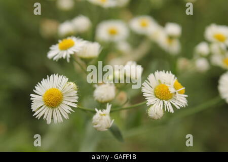 Eine Reihe von Oxeye Gänseblümchen im Hyde Park, Chicago, IL Stockfoto