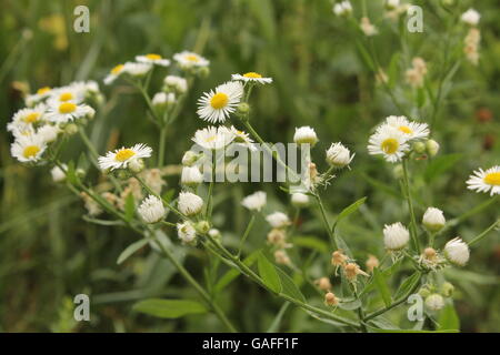 Eine Reihe von Oxeye Gänseblümchen im Hyde Park, Chicago, IL Stockfoto