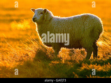 Ein Schaf bei Sonnenuntergang auf einem Feld in der Nähe von Charlwood, in der Nähe des Flughafens Gatwick, in West Sussex. Stockfoto