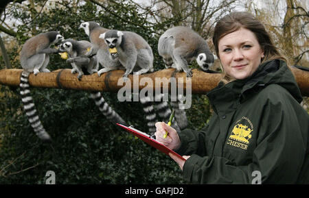 Die jährliche Bestandsaufnahme des Chester Zoos. Chloe Inskip beginnt mit der jährlichen Bestandsbevorrat mit den Ringschwanzlemuren im Zoo von Chester. Stockfoto