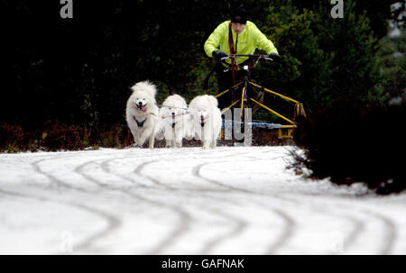 Ein Konkurrent und seine Huskies in der Nähe von Loch Morlich vor der 25. Aviemore Sled Dog Rally, die an diesem Wochenende stattfindet. Stockfoto