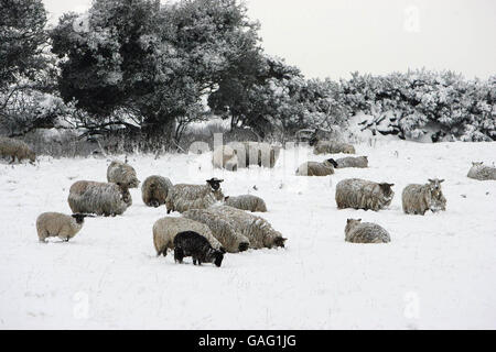 Schafe grasen in tiefem Schnee auf einem Feld außerhalb Dunleer, Co Meath. Stockfoto