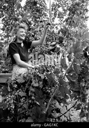 Landwirtschaft - Hop Kommissionierung Stockfoto