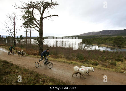 Die Teilnehmer fahren am Ufer des Loch Morlich entlang, während sie an der 25. Aviemore Sled Dog Rally im Glenmore Forest Park am Ufer des Loch Morlich in der Nähe von Aviemore teilnehmen. Stockfoto
