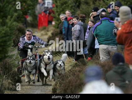 Ein Teilnehmer rast an Zuschauern vorbei, die sich am Ufer des Loch Morlich versammelt haben, um die 25. Aviemore Sled Dog Rally im Glenmore Forest Park zu beobachten, die am Ufer des Loch Morlich in der Nähe von Aviemore stattfindet. Stockfoto