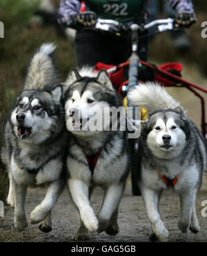 Drei Huskys ziehen einen Teilnehmer auf einer Strecke, während sie an der 25. Aviemore Sled Dog Rally im Glenmore Forest Park am Ufer des Loch Morlich in der Nähe von Aviemore teilnehmen. Stockfoto