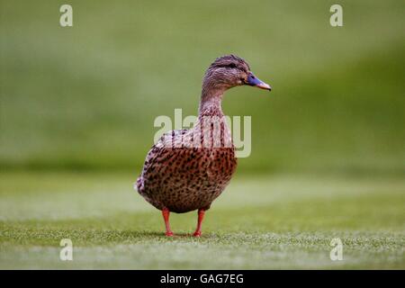 Golf - der 34. Ryder Cup - der Belfry - Fourballs. Eine Ente hat das Geschehen am Belfry genau im Auge Stockfoto