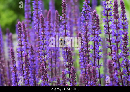 Hummel auf lila Blumen Stockfoto