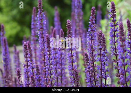 Hummel auf lila Blumen Stockfoto