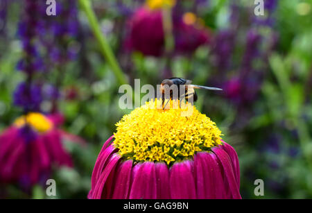 Insekt auf rosa und gelbe Blume Stockfoto