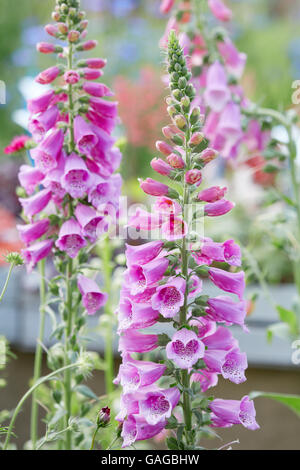 Fingerhut, Digitalis Purpurea, rosa Blüten und Knospen Stockfoto