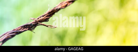 Gefängnis und Grenze Metaphern auf grünem Hintergrund Stockfoto