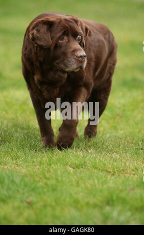 Rusty, ein schokoladenfarbener Labrador, der in weniger als zwei Jahren fünf Steine verloren hat. Stockfoto