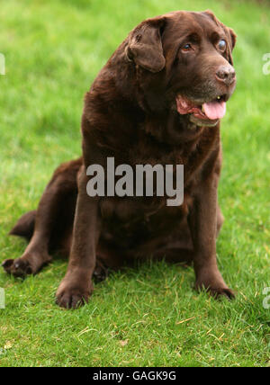 11 Stein Hund verliert Gewicht Stockfoto