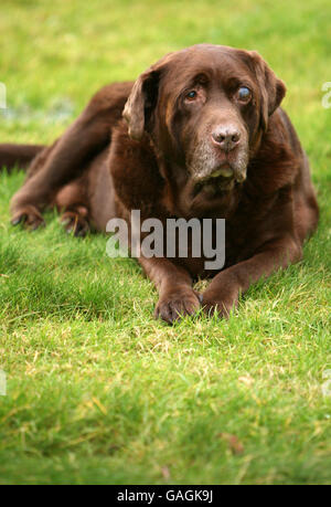 11 Stein Hund verliert Gewicht Stockfoto