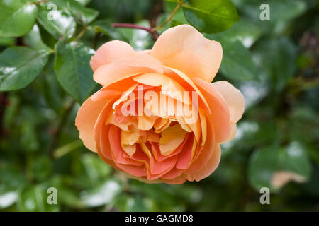 Rosa Pat Austin "Ausmum". Doppelte orange Rose. Stockfoto