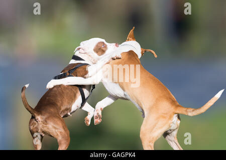 Wild spielen von zwei Hunden in einem Park. Stockfoto