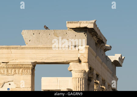 Die Taube sitzt oben auf der Akropolis in Griechenland. Stockfoto