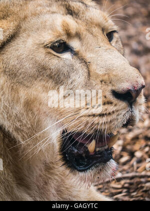 Nahaufnahme des Gesichts von einer Löwin Stockfoto