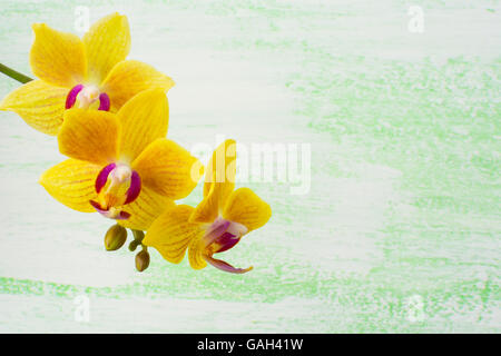 Gelbe Phalaenopsis-Orchideen verzweigen Hintergrund. Rahmen mit Blumen. Blumen Hintergrund. Blumenstrauß. Grußkarte. Muttertag. Plac Stockfoto