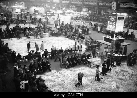 Die Szene bei Olympia während der Beurteilung der Hundeausstellung. Stockfoto