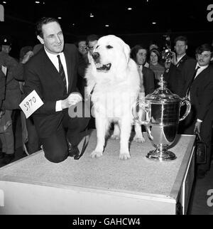Bergerie Knur nannte Grant, nachdem ein Familienfreund zehn Tage vor dem Wettkampf noch eine Narbe auf der Nase hatte. Stockfoto