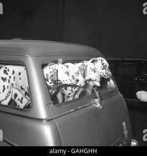 Tiere - Crufts Dog Show - Olympia Stockfoto