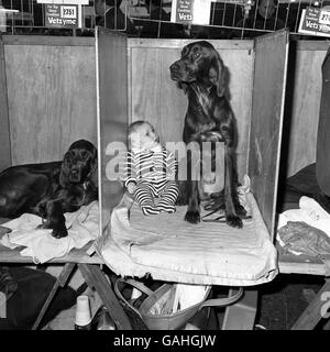 Tiere - der Crufts Dog Show - Olympia Stockfoto