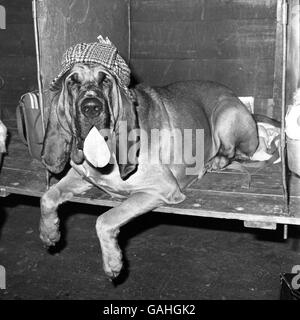 Tiere - der Crufts Dog Show - Olympia Stockfoto
