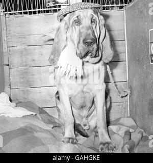 Tiere - der Crufts Dog Show - Olympia Stockfoto