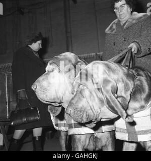 Tiere - der Crufts Dog Show - Olympia Stockfoto