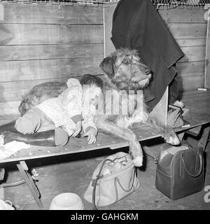 Tiere - der Crufts Dog Show - Olympia Stockfoto